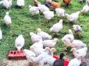 5 hetes Sussex és háztáji csibék (vegyes ivar)