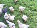 5 hetes Sussex és háztáji csibék (vegyes ivar)