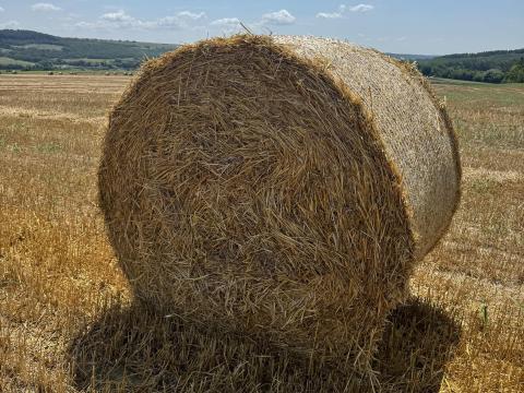 Őszi árpa szalma