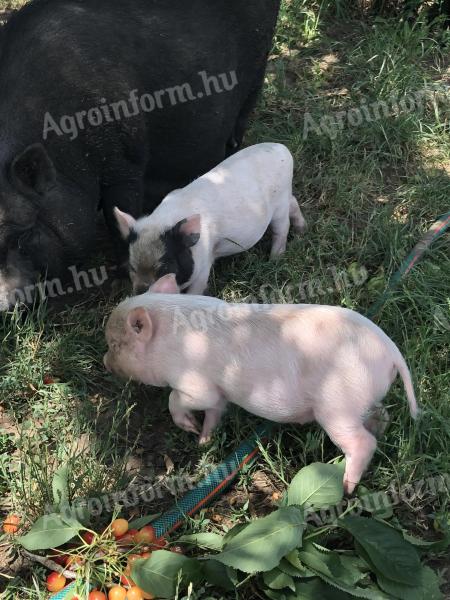 Vietnámi csüngőhasú malac