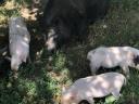 Vietnámi csüngőhasú malac