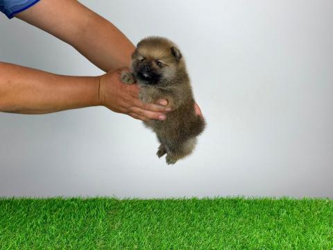 Törzskönyves Pomerániai törpespitz Pomi kiskutya Törzskönyves Pomerániai törpespitz Pomi kiskutya