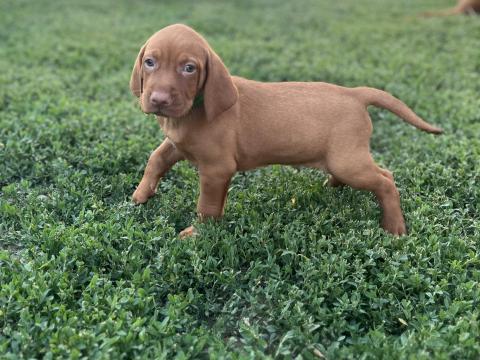 Magyar vizsla fajta jellegű kiskutyák Magyar vizsla fajta jellegű kiskutyák