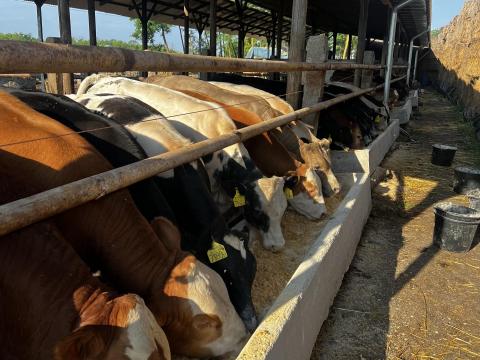 Eladó 87 db vegyes ivarú borju Eladó 87 db vegyes ivarú borju