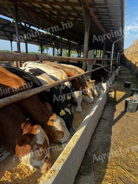 Eladó 87 db vegyes ivarú borju
