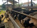 Eladó 87 db vegyes ivarú borju