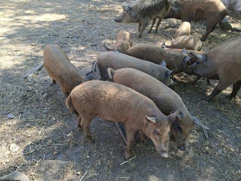 Mangalica süldők eladók