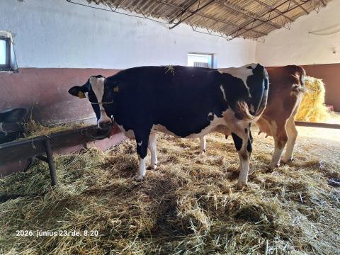 Holstein- fríz tehén eladó