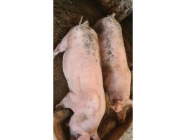 Eladó 2 db 90 kg extra süldő