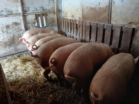 1 db anyakoca és 6 db hízó vágásra eladó