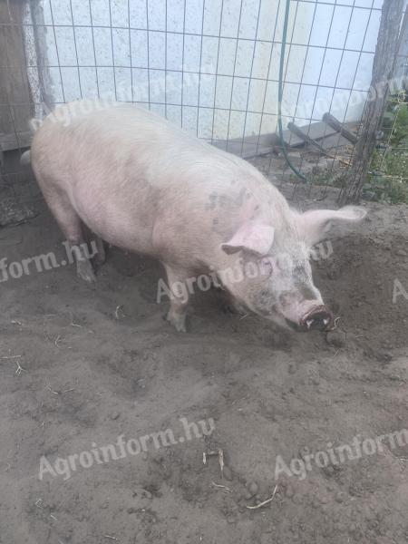 Előhasi koca