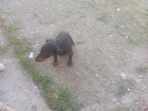 Jagd terrier szuka