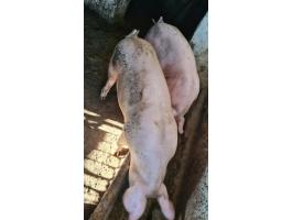 Eladó 2 db Hypor Maxter süldő