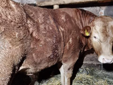 6 hónapos Limousin bika, 400 kg