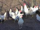 Leghorn tojás,  tenyésztojás