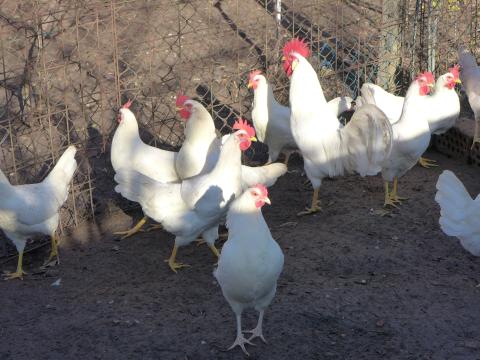 Leghorn tojás,  tenyésztojás