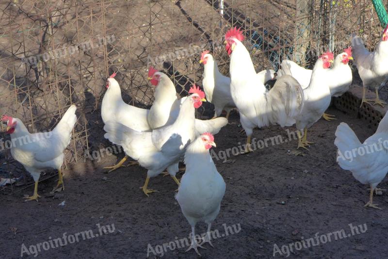 Leghorn tojás,  tenyésztojás