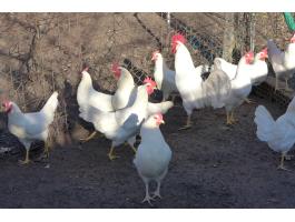 Leghorn tojás,  tenyésztojás