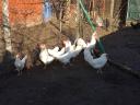 Leghorn tojás,  tenyésztojás