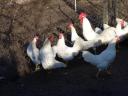 Leghorn tojás,  tenyésztojás