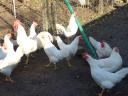 Leghorn tojás,  tenyésztojás