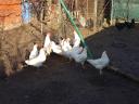 Leghorn tojás,  tenyésztojás