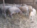 Eladó anyajuh
