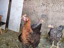 Napos csibe, előnevelt csibe eladó