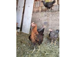 Napos csibe, előnevelt csibe eladó