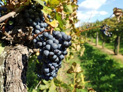 Kékfrankos / Zweigelt / Cabernet Sauvignon / Cabernet Franc borszőlő eladó