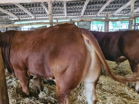 Limousin tenyészbika