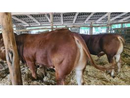 Limousin tenyészbika