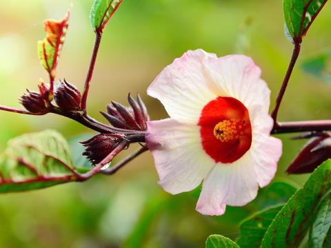 Tea Hibiszkusz palánta