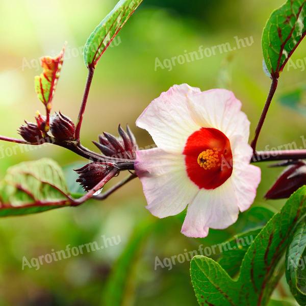 Tea Hibiszkusz palánta