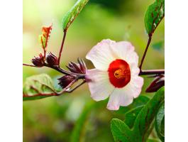 Tea Hibiszkusz palánta