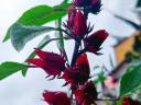 Tea Hibiszkusz palánta