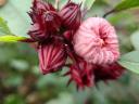 Tea Hibiszkusz palánta