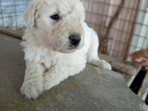 KOMONDOR fajtajellegű kiskutyák