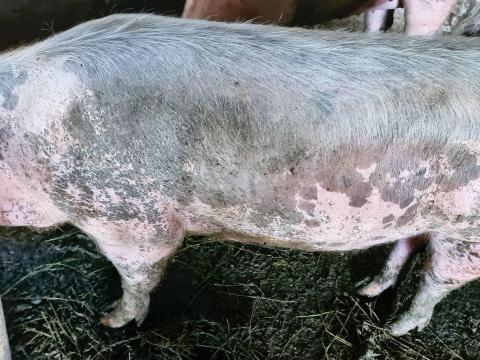 Eladó 170 kg hízó