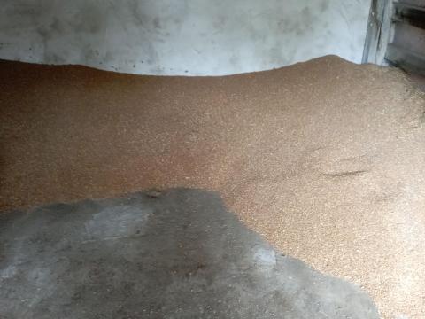 Búza eladó Pribrac fajta