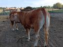Limousin üszők eladók