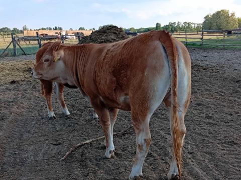 Limousin üszők eladók