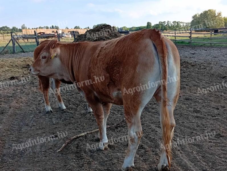Limousin üszők eladók