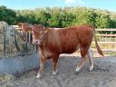 Limousin üszők eladók