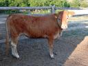 Limousin üszők eladók