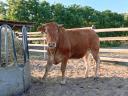 Limousin üszők eladók