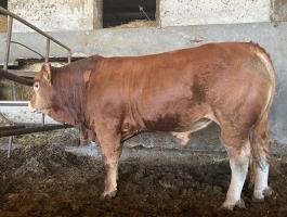 Limousin fedezőbika eladó
