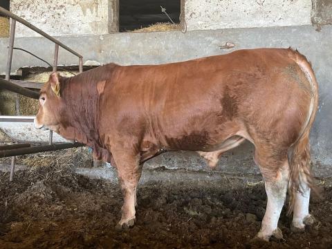 Limousin fedezőbika eladó