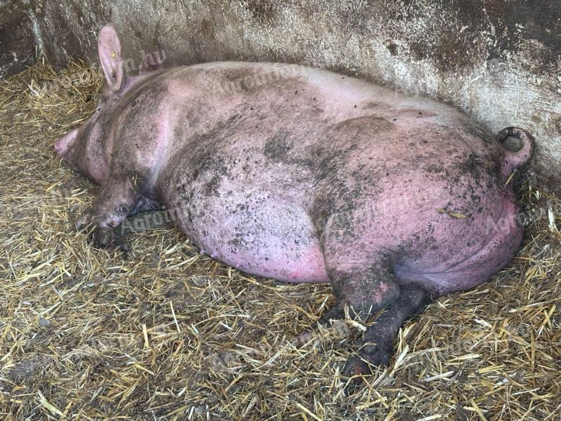 Vemhes előhasú nagy fehér x landrace kocák