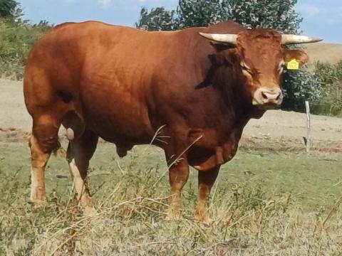 Eladó Limousin tenyèszbika Eladó Limousin tenyèszbika